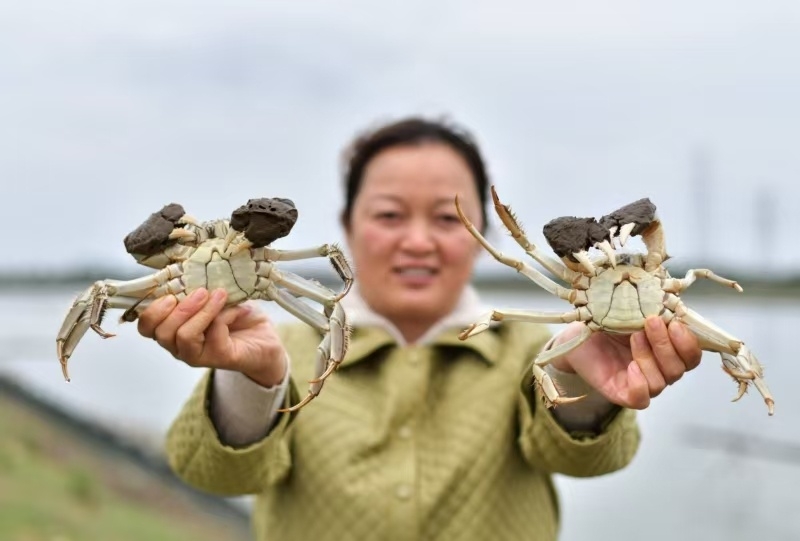 泰州高港:“小螃蟹”里掘出“大黃金”