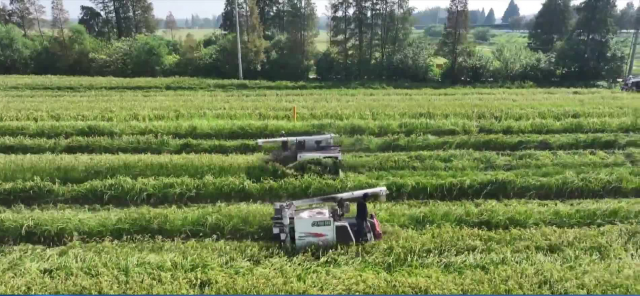 泰州:特色農業繪就金秋“豐”景圖