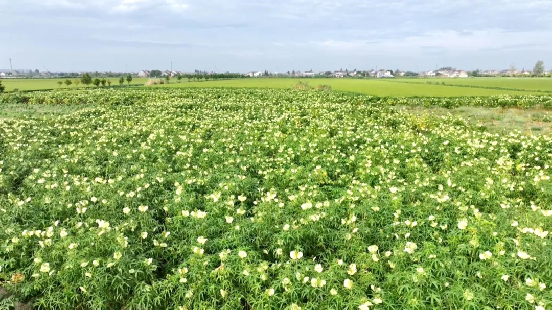 厲害!泰興這個村靠“花”年增收60萬!