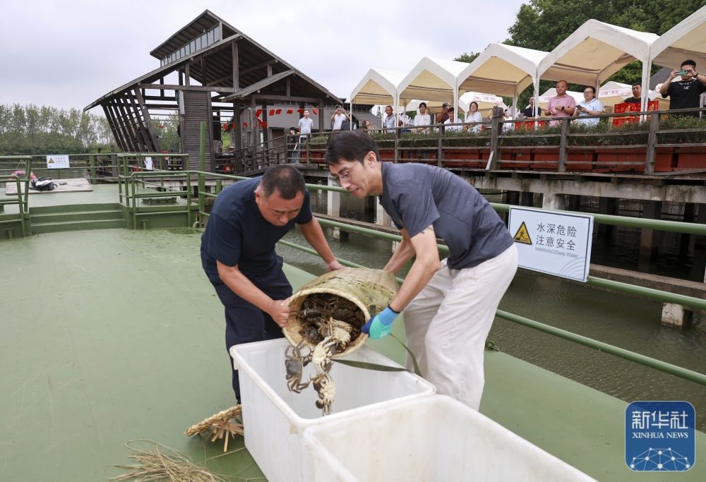 新華社|江蘇泰州溱湖籪蟹開捕