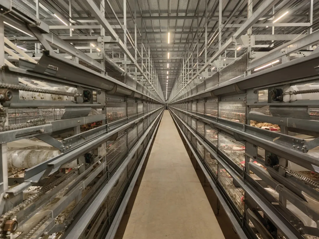 一天36萬枚 泰興這個村產出“金蛋蛋”