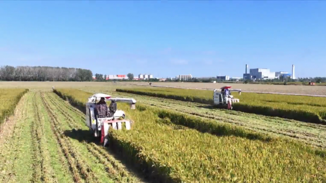 泰州:270多萬畝水稻開鐮收割