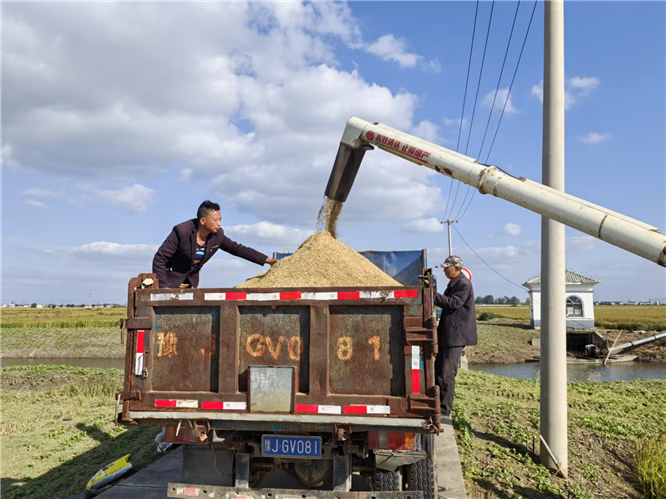 興化:4.3萬畝金色稻田奏響“豐收曲”