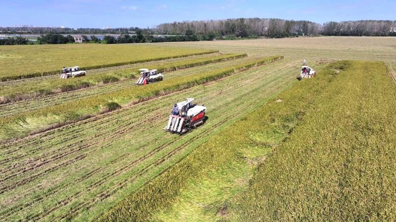 泰州海陵:金色稻浪涌 豐收入畫(huà)來(lái)