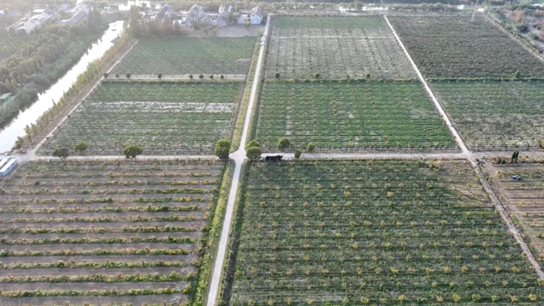 泰興這個村,一朵花“開”出40萬!