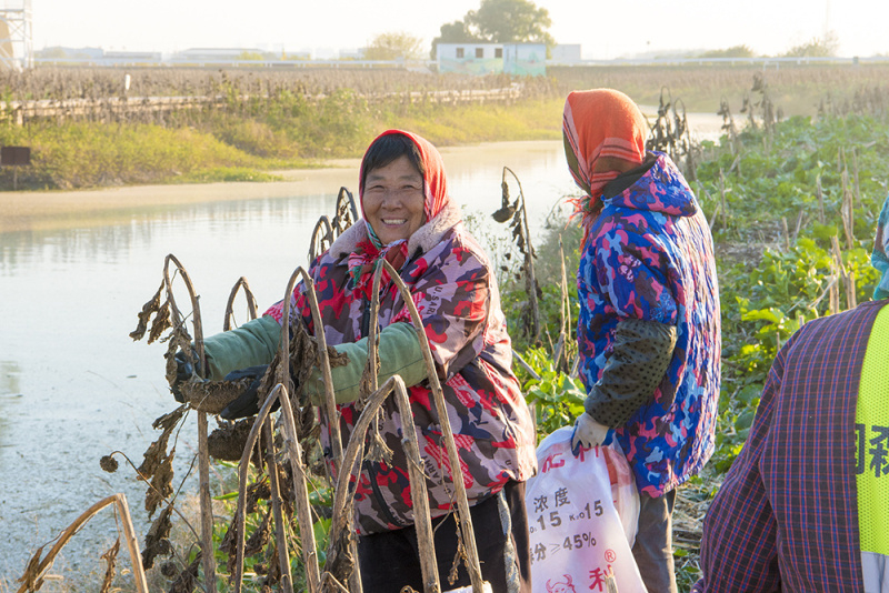 泰州海陵:多彩垎岸种油葵 花海深处出好油