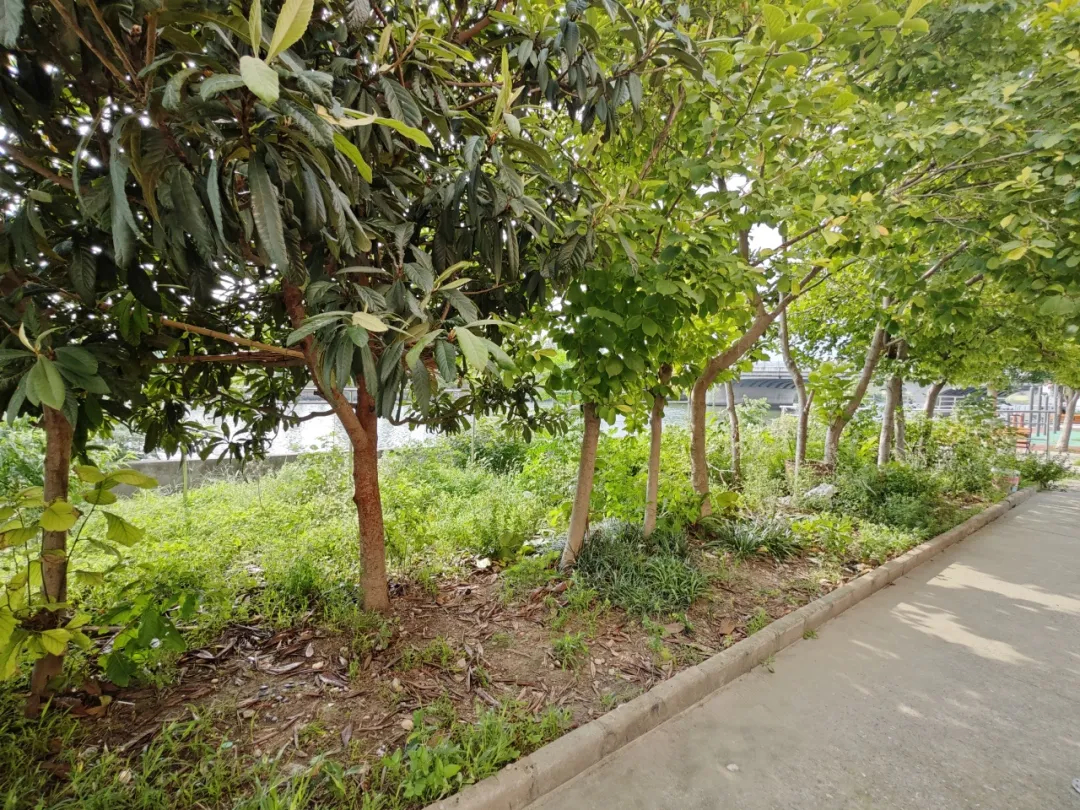 小区闲置地块“变形记”