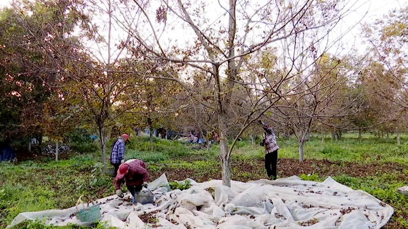 年收60万元,泰兴竟种着“金”果子!