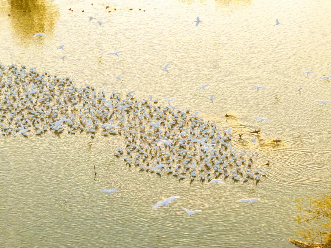 �����޶����˻���������«��