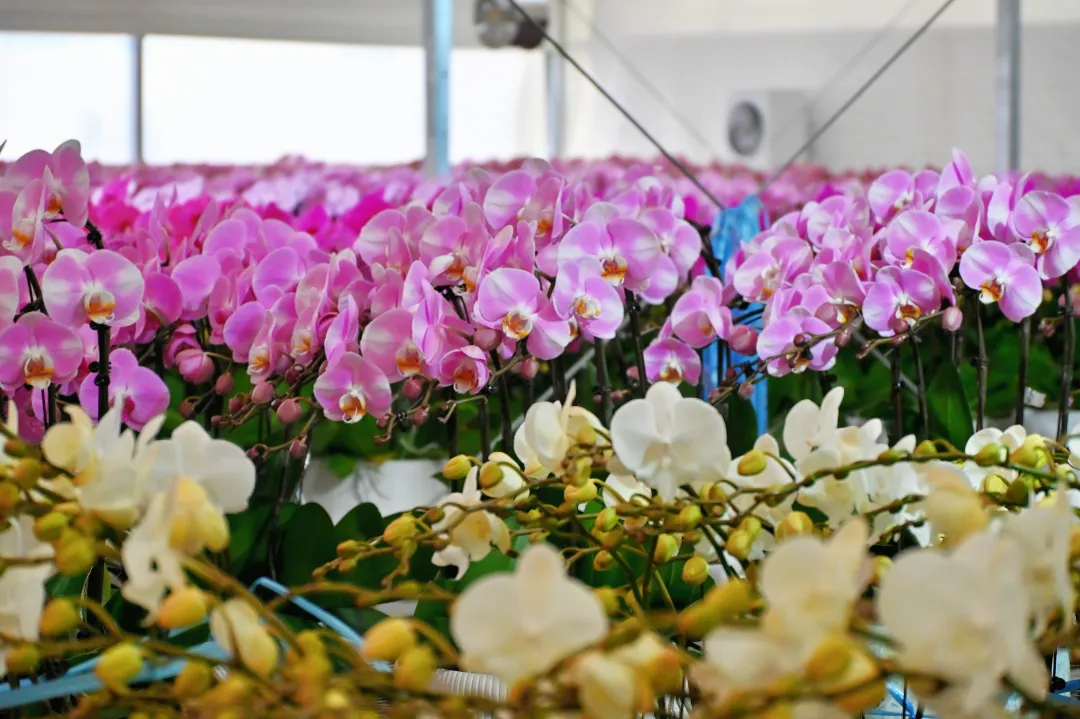 undefined IMG_7492.JPG