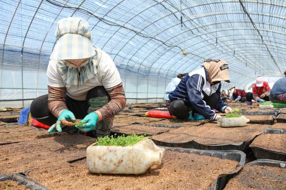 △河北張北德勝村村民在大棚內(nèi)栽種馬鈴薯幼苗。