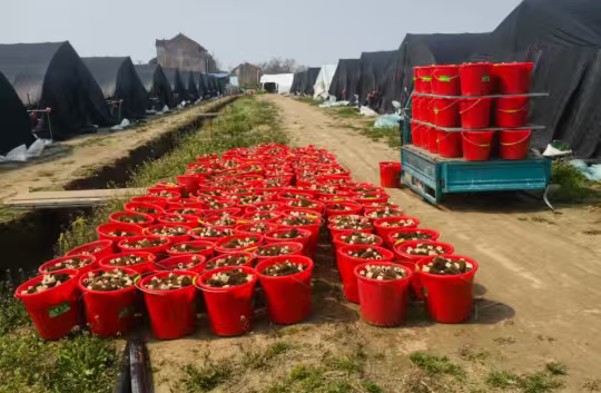 ̩�ݽ��ߣ���ɫ��ҵ�̾͹���·������ũ��������ͼ