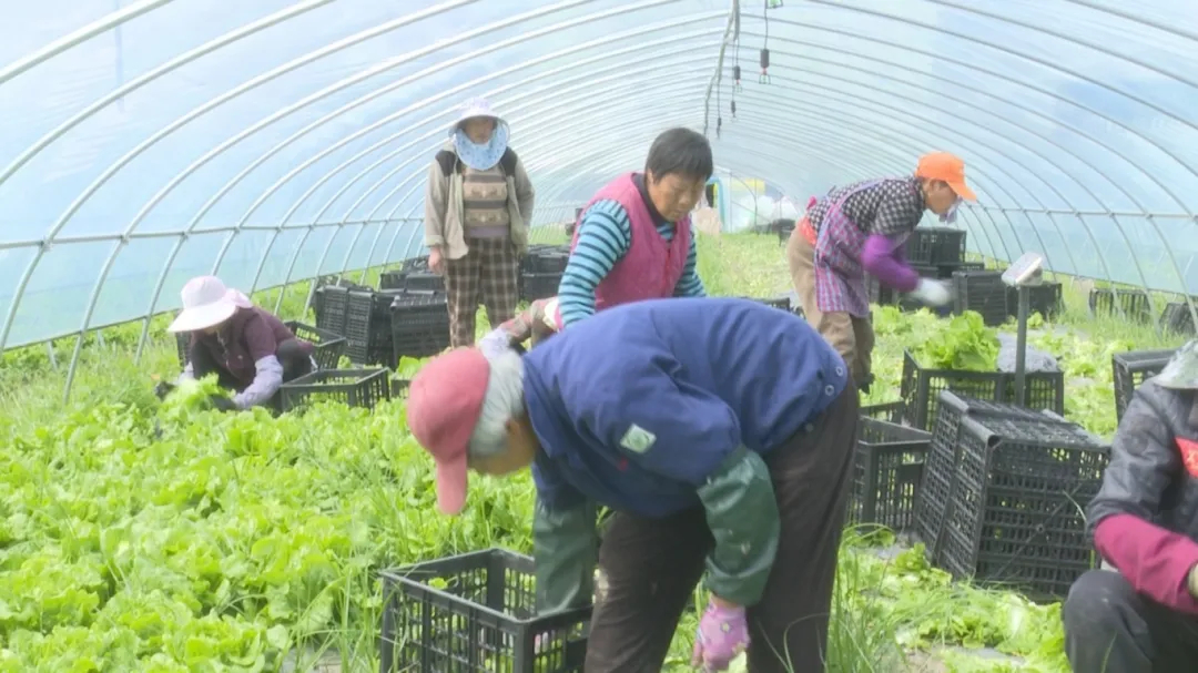春菜上市正當(dāng)時(shí) 張甸葛徐村大棚經(jīng)濟(jì)火熱【陳嫻 衛(wèi)婉倩】.jpg